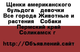 Щенки американского бульдога ( девочки) - Все города Животные и растения » Собаки   . Пермский край,Соликамск г.